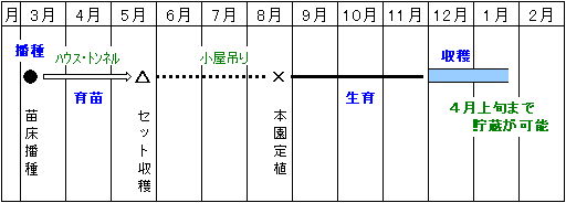 玉葱 タマネギ のセット栽培